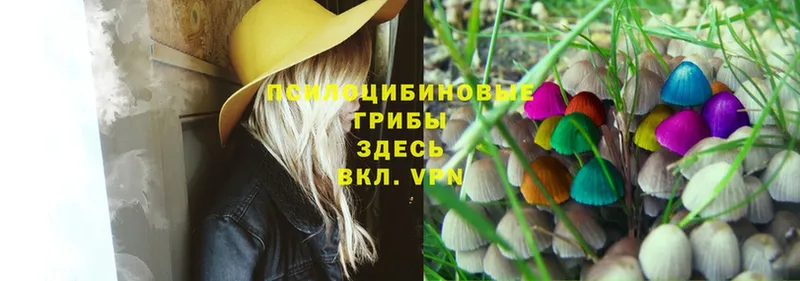 Псилоцибиновые грибы Psilocybe  Красный Сулин 